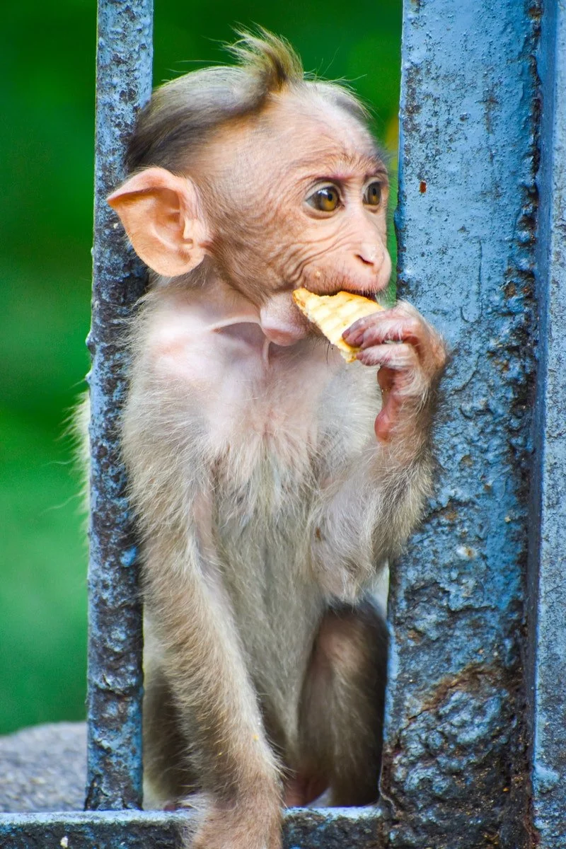 Ein essender Affe