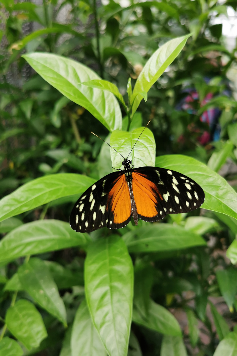 Farbiger Schmetterling auf einem Blatt