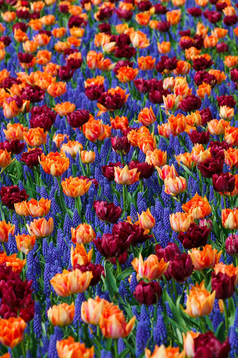Blumenfeld aus Tulpen