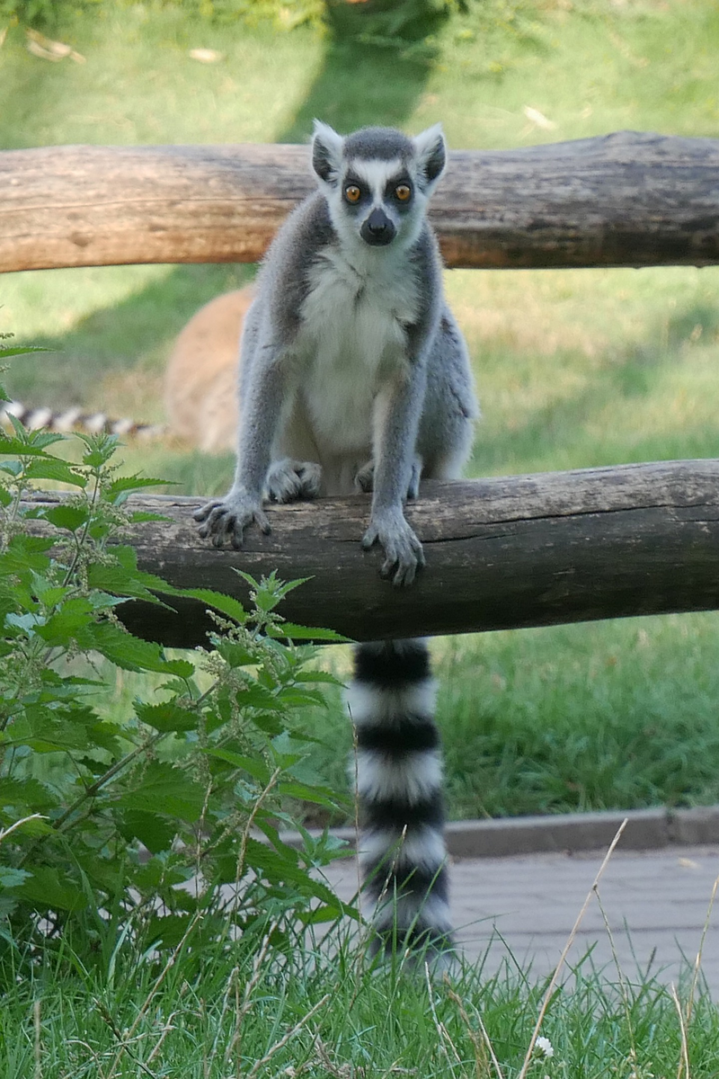 Lemur auf Holzbalken